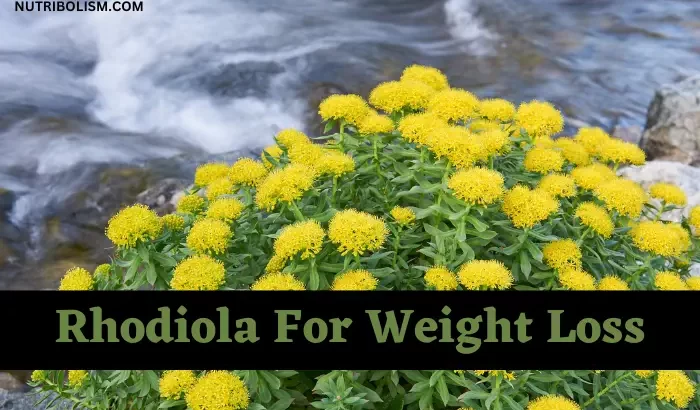 rhodiola weight loss