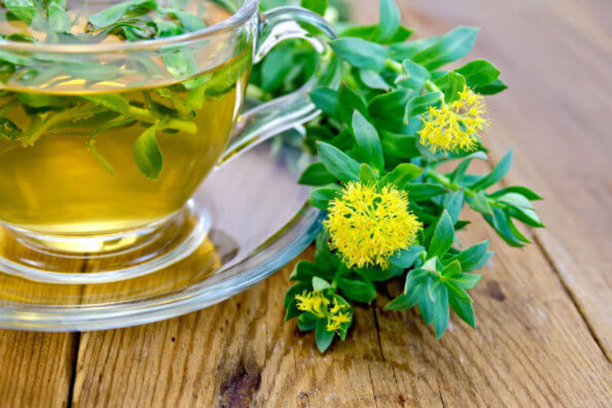 rhodiola weight loss