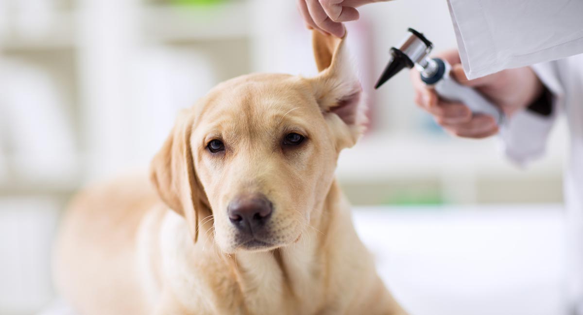 dog hearing aids