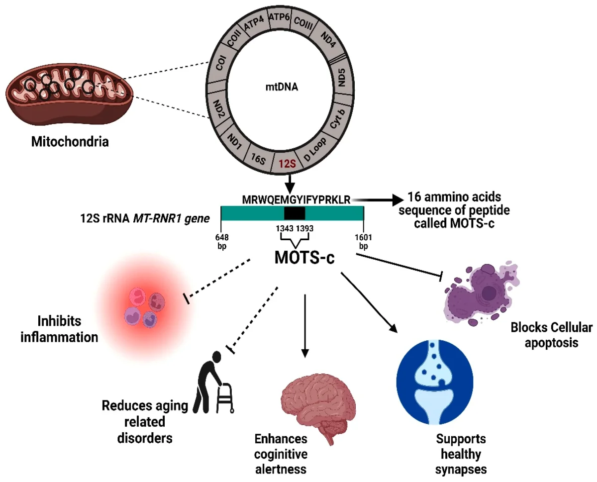 semaglutide after 28 days 2026 MOTS-c Dosage: Our 28-Day Trial Found 2mg Beat 5mg Every 5 Days