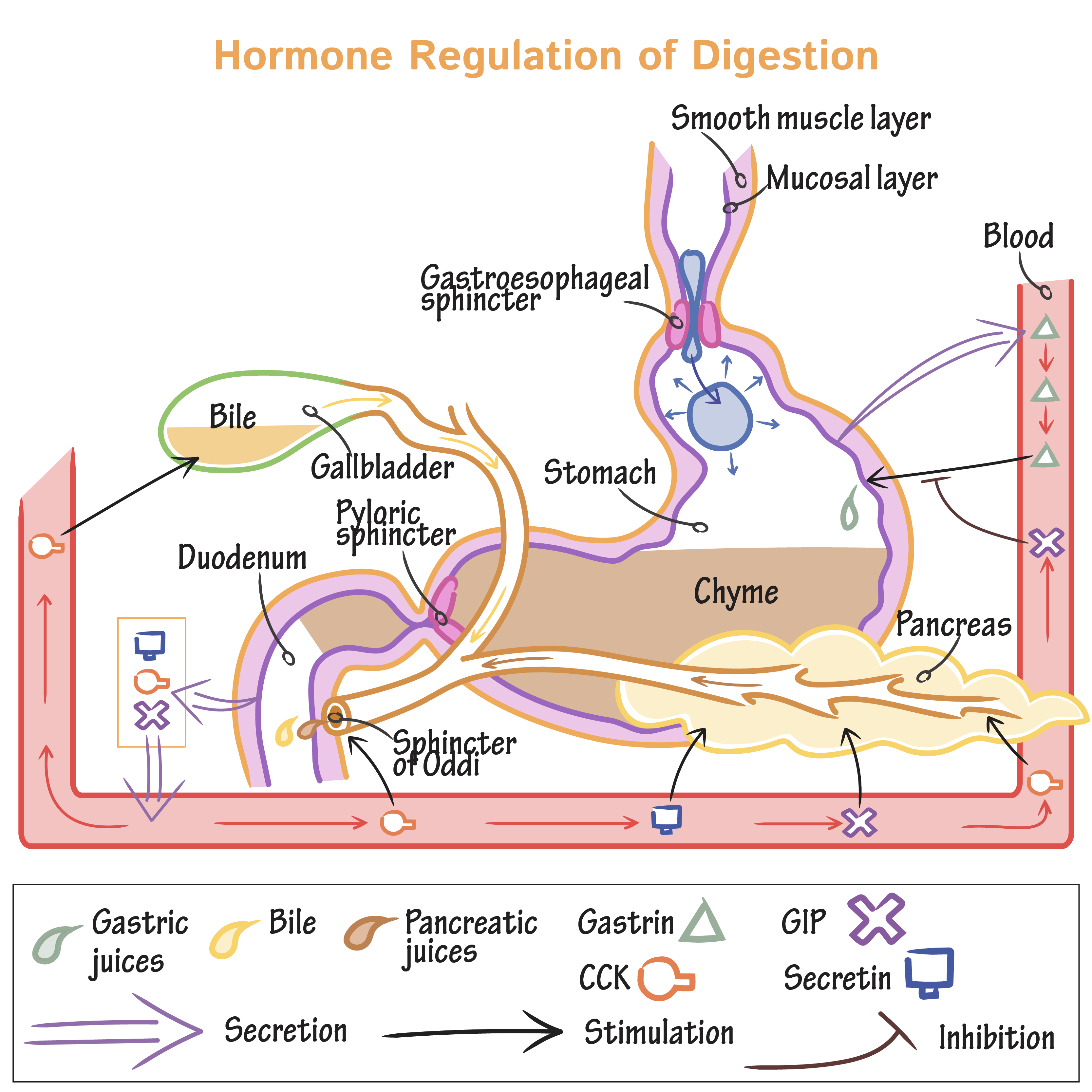 After-Meal Digestion: What Really Helps, What Barely Matters, and When to Stop Worrying
