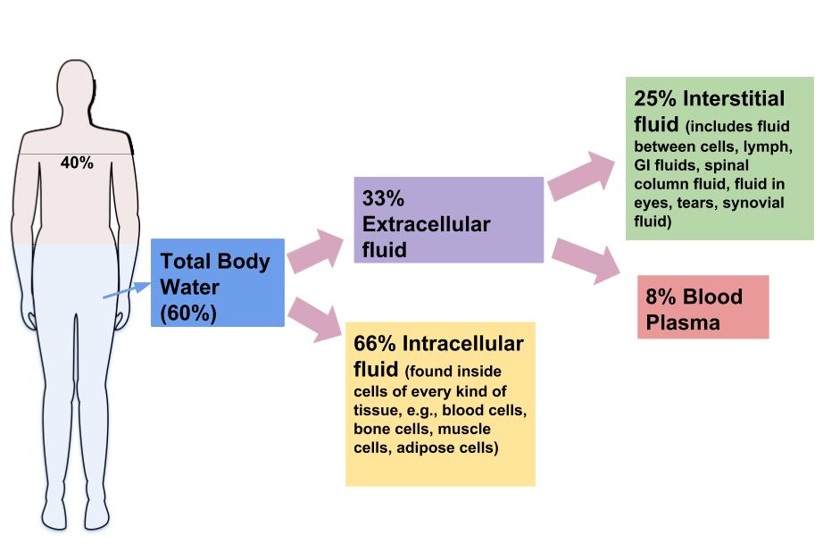 https://img.siterank.app/topic/body-fluid-balance.png