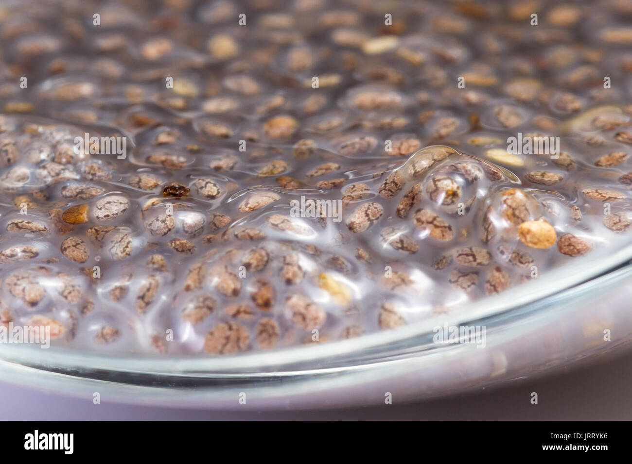 https://img.siterank.app/topic/chia-seeds-closeup-gel-texture.png
