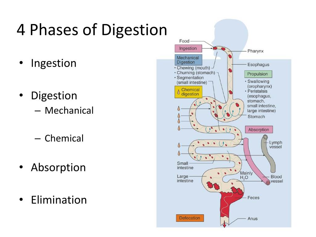 https://img.siterank.app/topic/digestion-pathway-diagram-tea.png