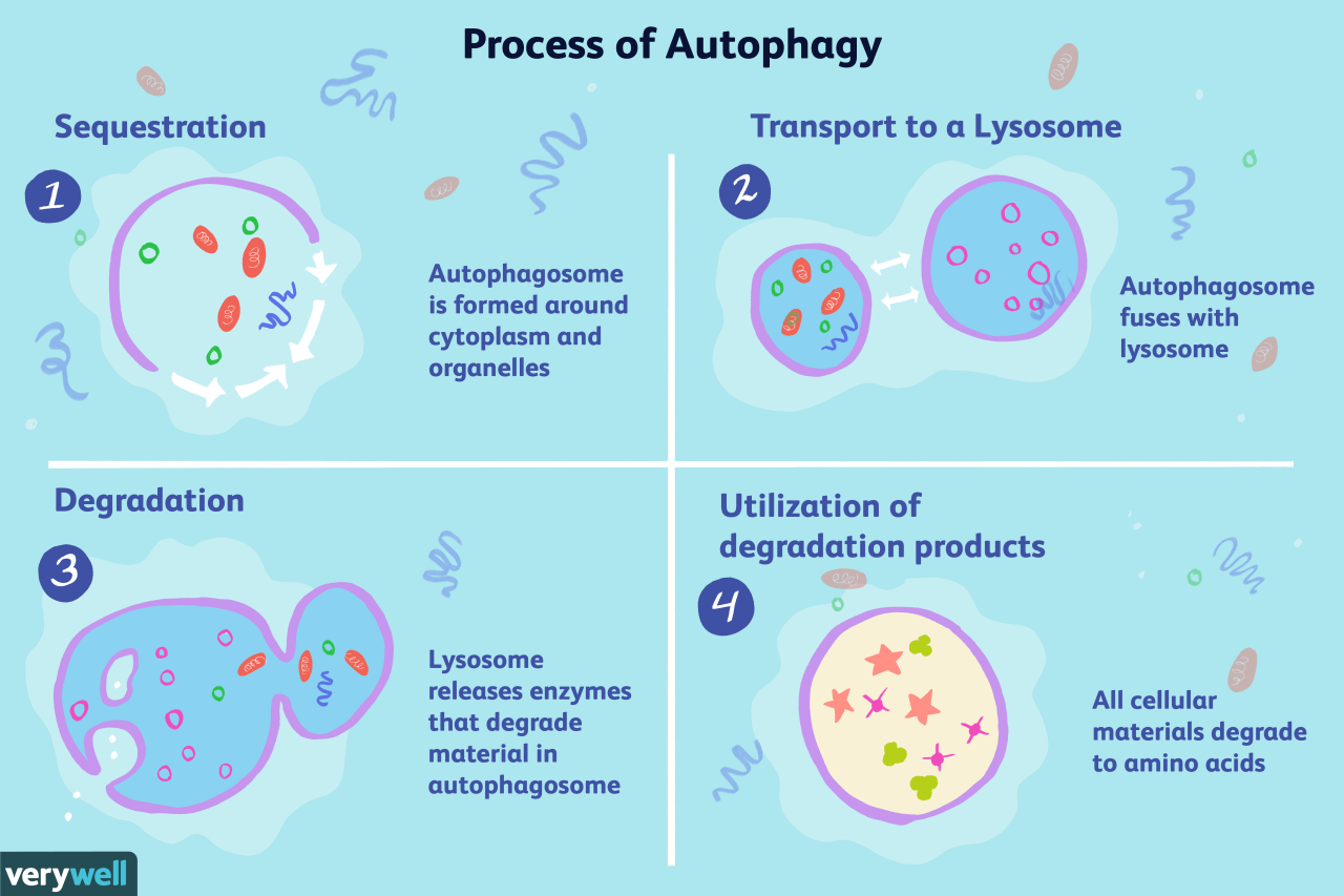 does semaglutide make you sensitive to heat Does Semaglutide Promote Lipolysis? What Really Happens Inside Your Fat  Cells