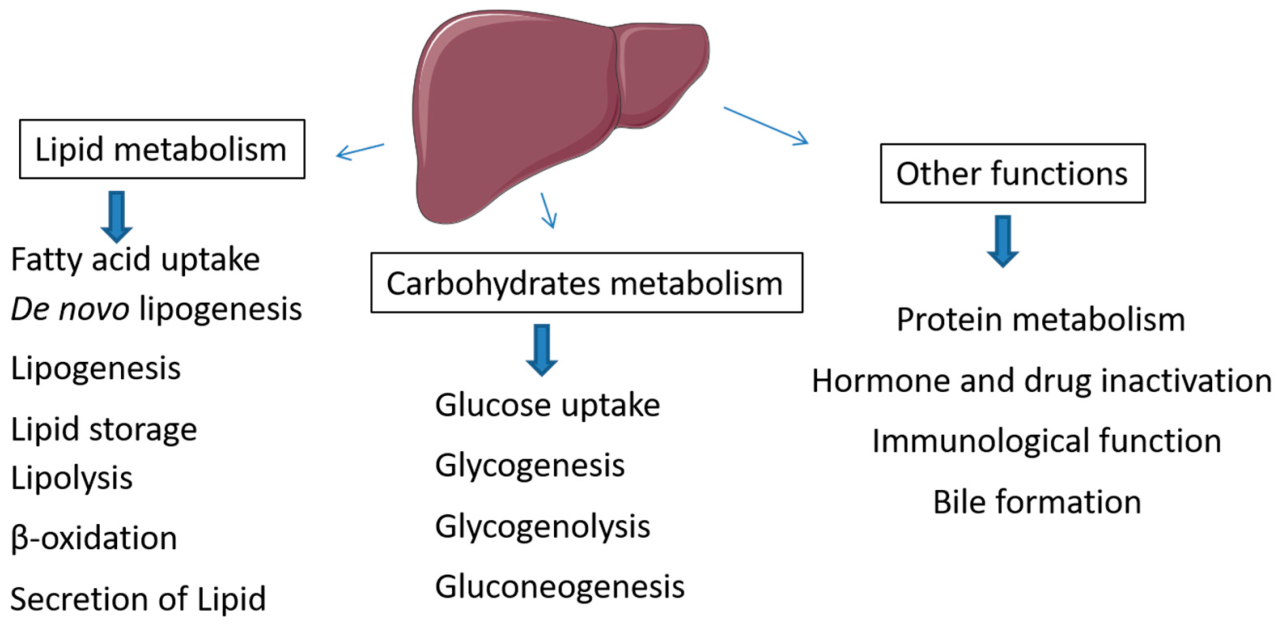 https://img.siterank.app/topic/fat-metabolism-process.png