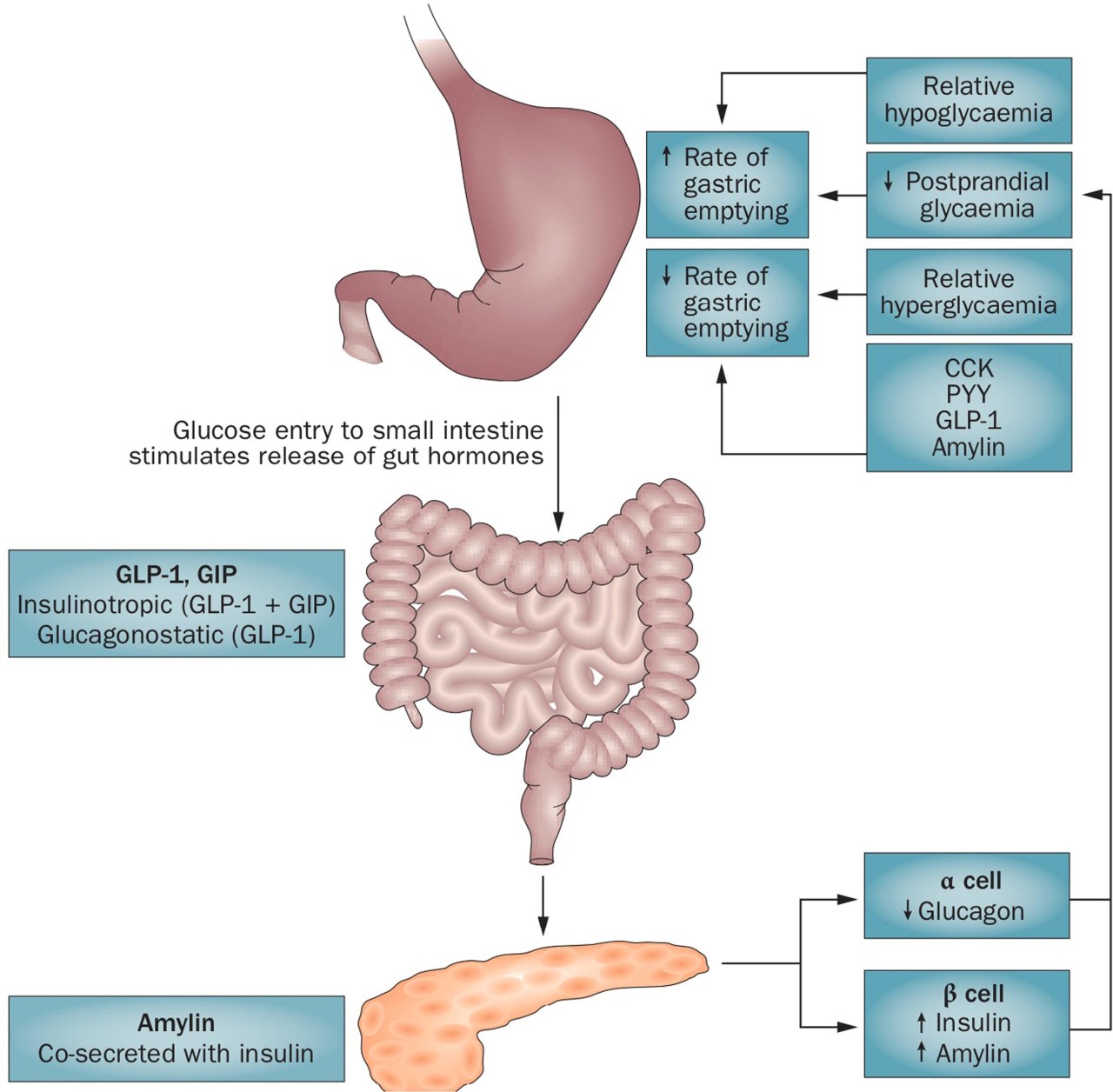 semaglutide and gastric emptying Does Semaglutide Burn Fat or Suppress Appetite? What 2,000 Patient Journeys  Taught Me