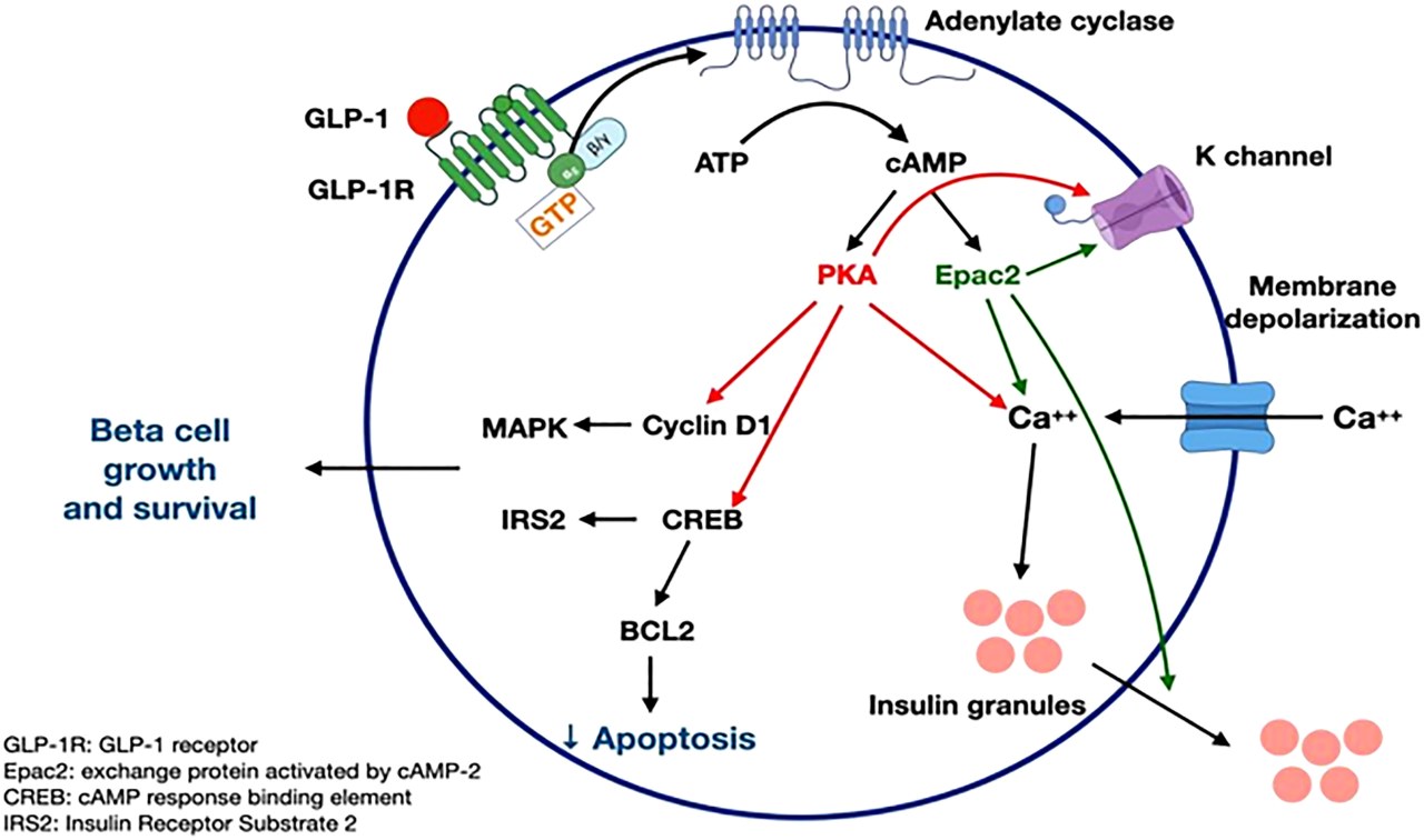 glp 1 discontinuation rates Treatment discontinuation among users of GLP-1 receptor agonists and SGLT2  inhibitors in a national population of individuals with type 2 diabetes |  Diabetologia