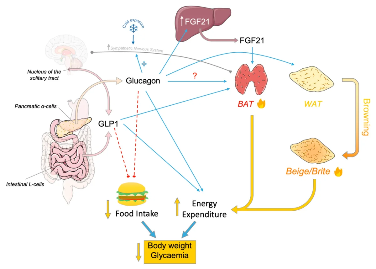 Peptides and Weight Loss in 2026: What Do Real Results Actually Feel Like  After 12 Weeks?