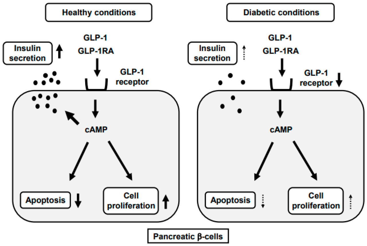 glp-1 and potassium What I Learned from 9 Months on Liraglutide vs Semaglutide: A Pharmacist's  Breakdown of Their Mechanisms