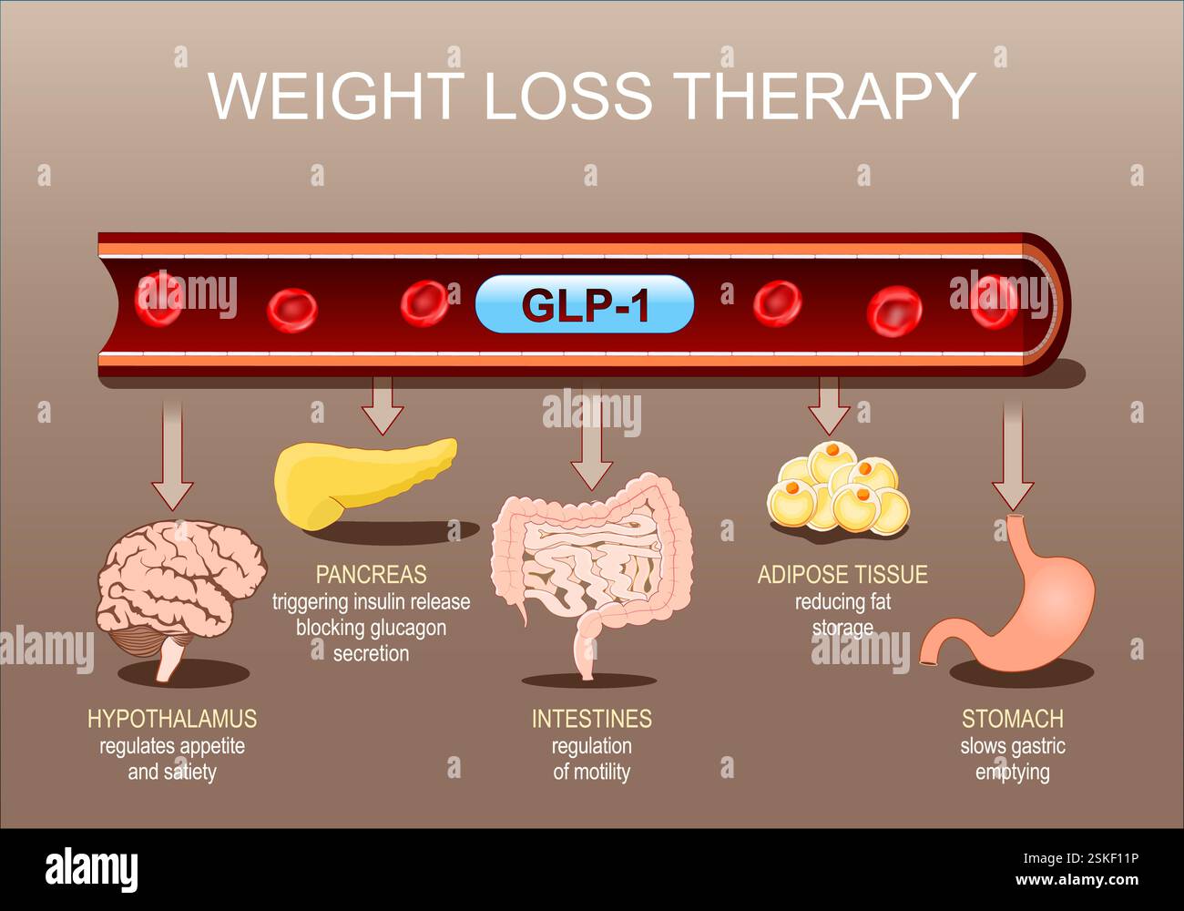 Physician Highlights Health Benefits of Glp-1 Drugs That Go Beyond Weight Loss: Osteoarthritis to Cardiovascular Events | Health