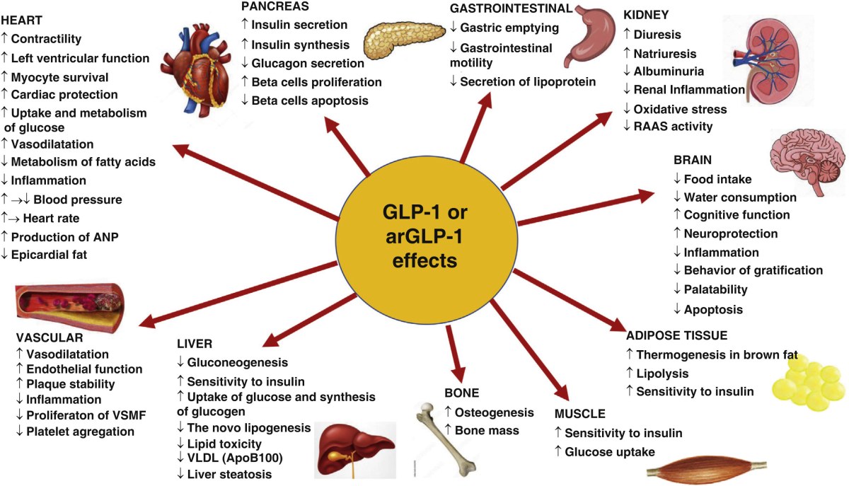 how to stop taking glp-1 Can I Stop Taking GLP‑1? What Really Happens Next (2026 Guide With  Real-World Stories)