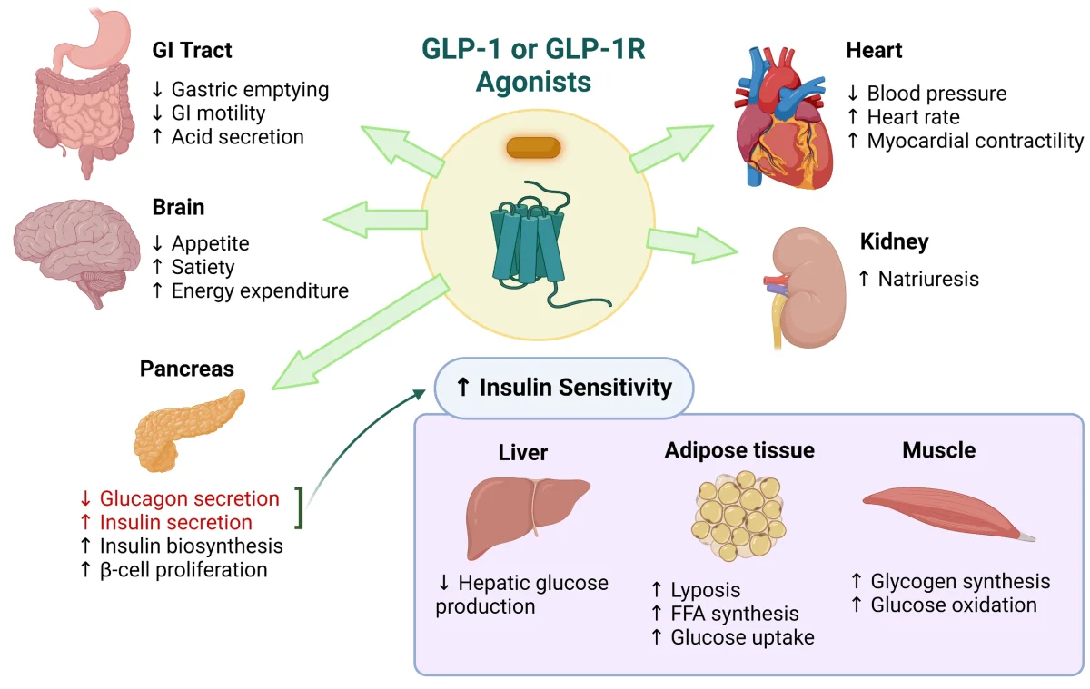 glp 1 patches what are they GLP-1 Patches: What They Are and What You Should Know