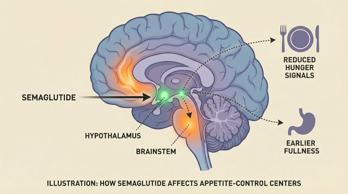 semaglutide effect on brain Stopping Wegovy in 2026: What Really Changes in Your Body, Your Habits, and  Your Long‑Term Weight Journey