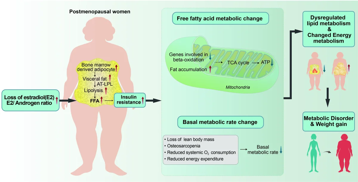 cjc-1295 ipamorelin side effects hunger water retention Peptides for Weight Loss Women: Safety, Results, Reality