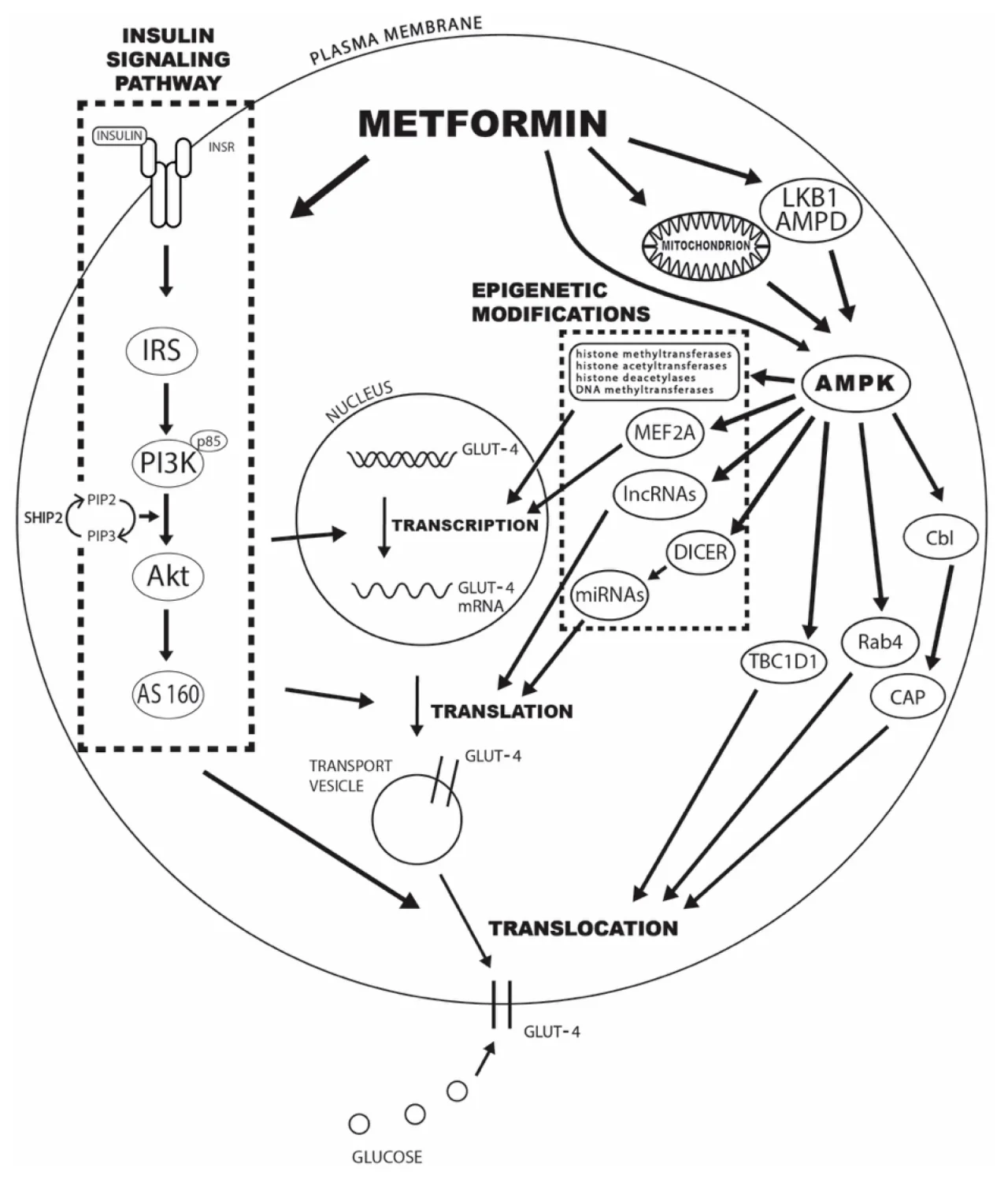 glp-1 vs metformin for weight loss 2 Month Metformin Weight Loss Results: Why the Scale Barely Moves at First