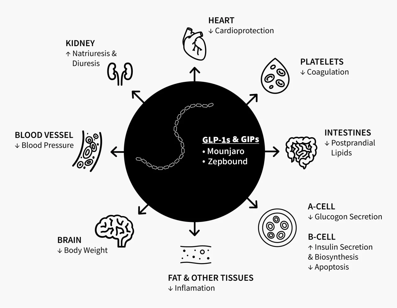 mounjaro tirzepatide weight loss mechanism Tirzepatide: How Does It Work for Loss? Pharmacology Tirzepatide vs Retatrutide: The Future
