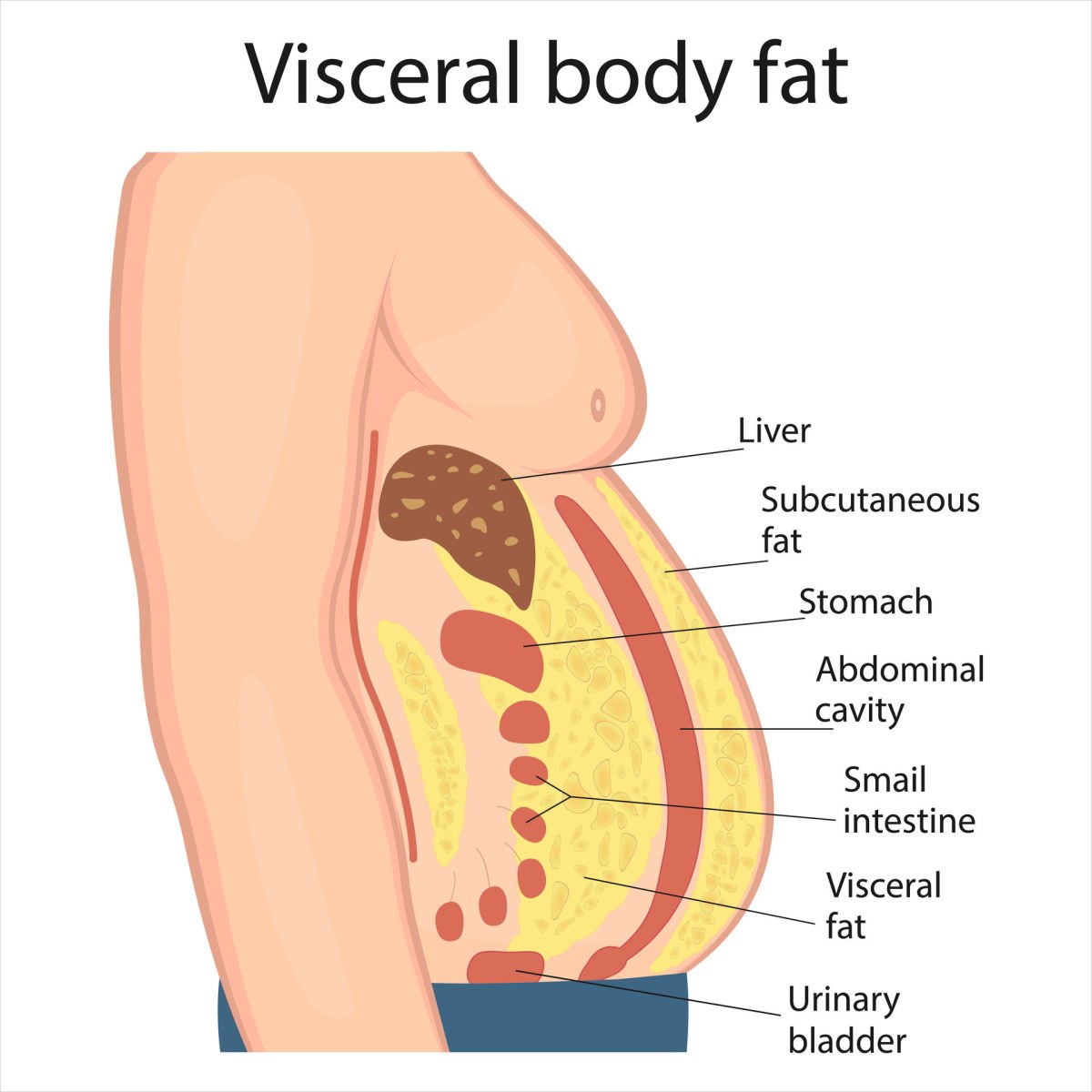 How Tirzepatide Actually Targets Visceral Fat: 18 Months of Patient Observations How Tirzepatide Actually Targets Visceral Fat: 18 Months of Patient Observations