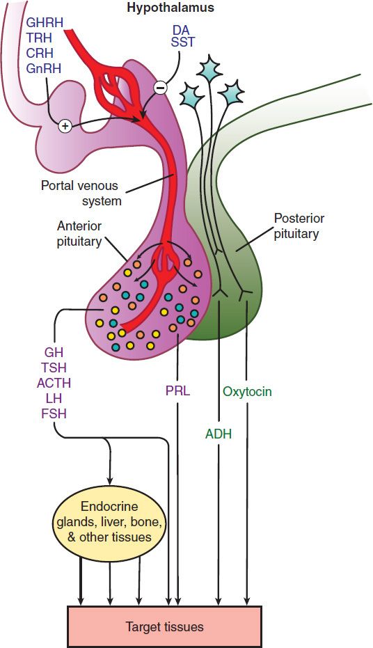 ipamorelin clinical trials human studies side effects IGF-1 LR3 in Aesthetic and Anti-Aging Medicine: Benefits and Risks