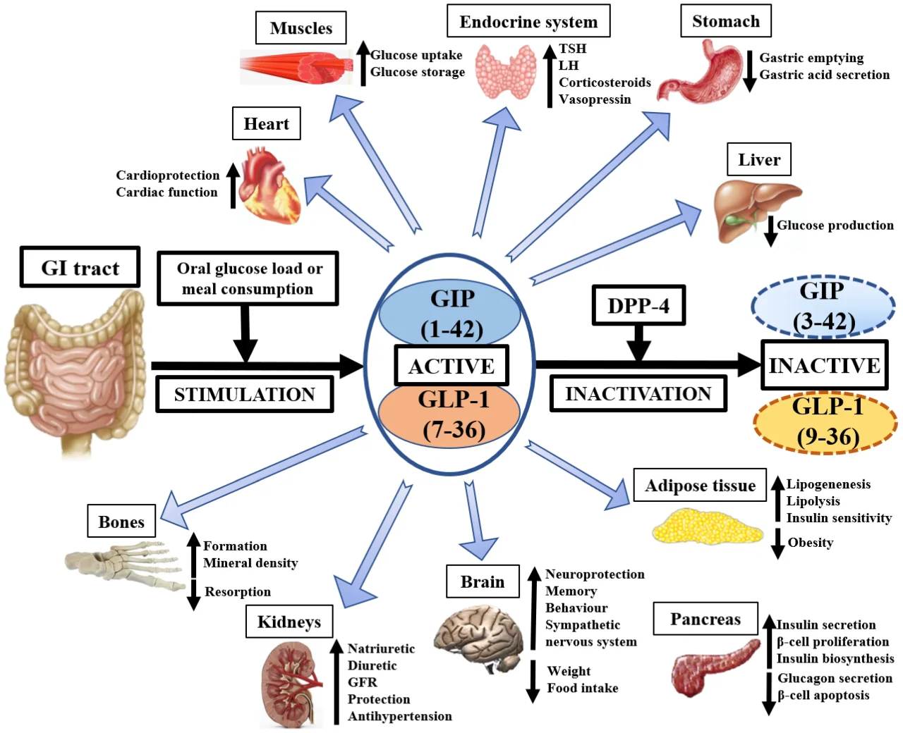does glp 1 get rid of visceral fat How Tirzepatide Actually Targets Visceral Fat: 18 Months of Patient  Observations