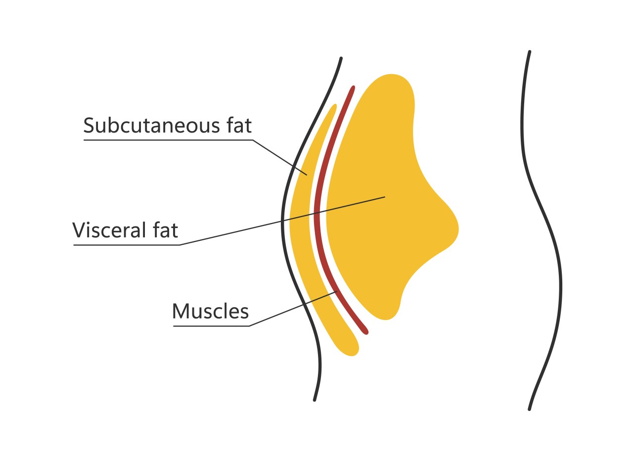 semaglutide and visceral fat Does Semaglutide Promote Lipolysis? What Really Happens Inside Your Fat  Cells