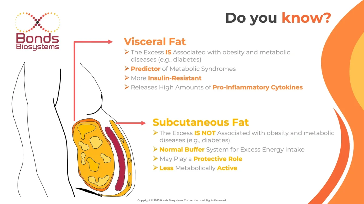 Does Tirzepatide Burn Belly Fat? A Look at Real Waist Measurements and Fat Loss Patterns Does Tirzepatide Burn Belly Fat? A Look at Real Waist Measurements and Fat Loss Patterns